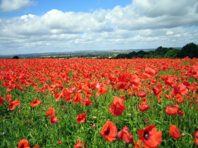 Runner up in Adult Category - Poppies above Grangelands Farm by Richard Hartley